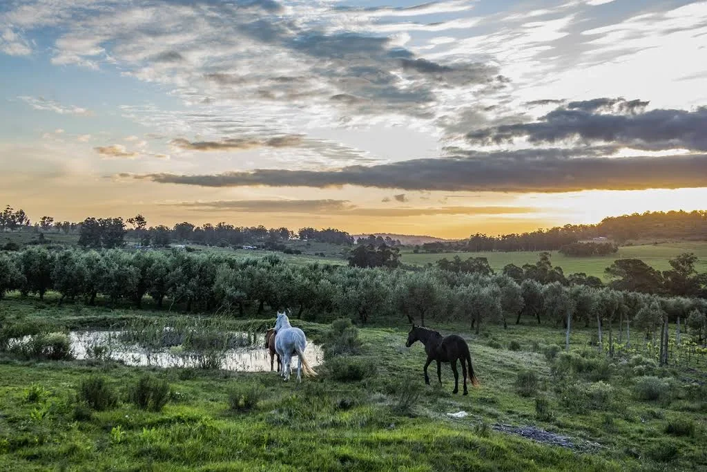 Caballos pastando junto al olivar de Las Marías al atardecer