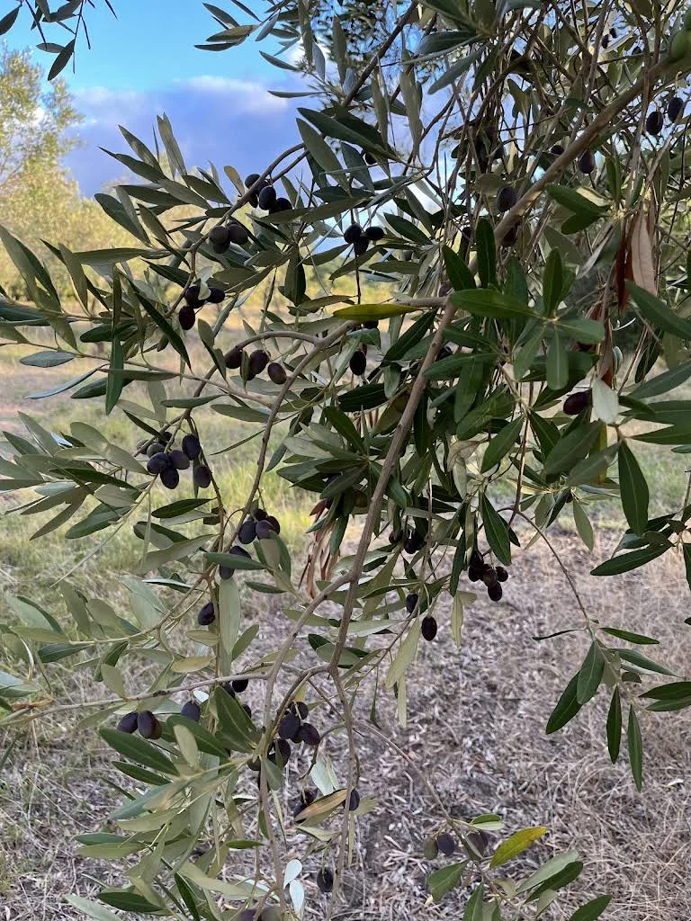 Aceitunas madurando entre hojas plateadas en Las Marías