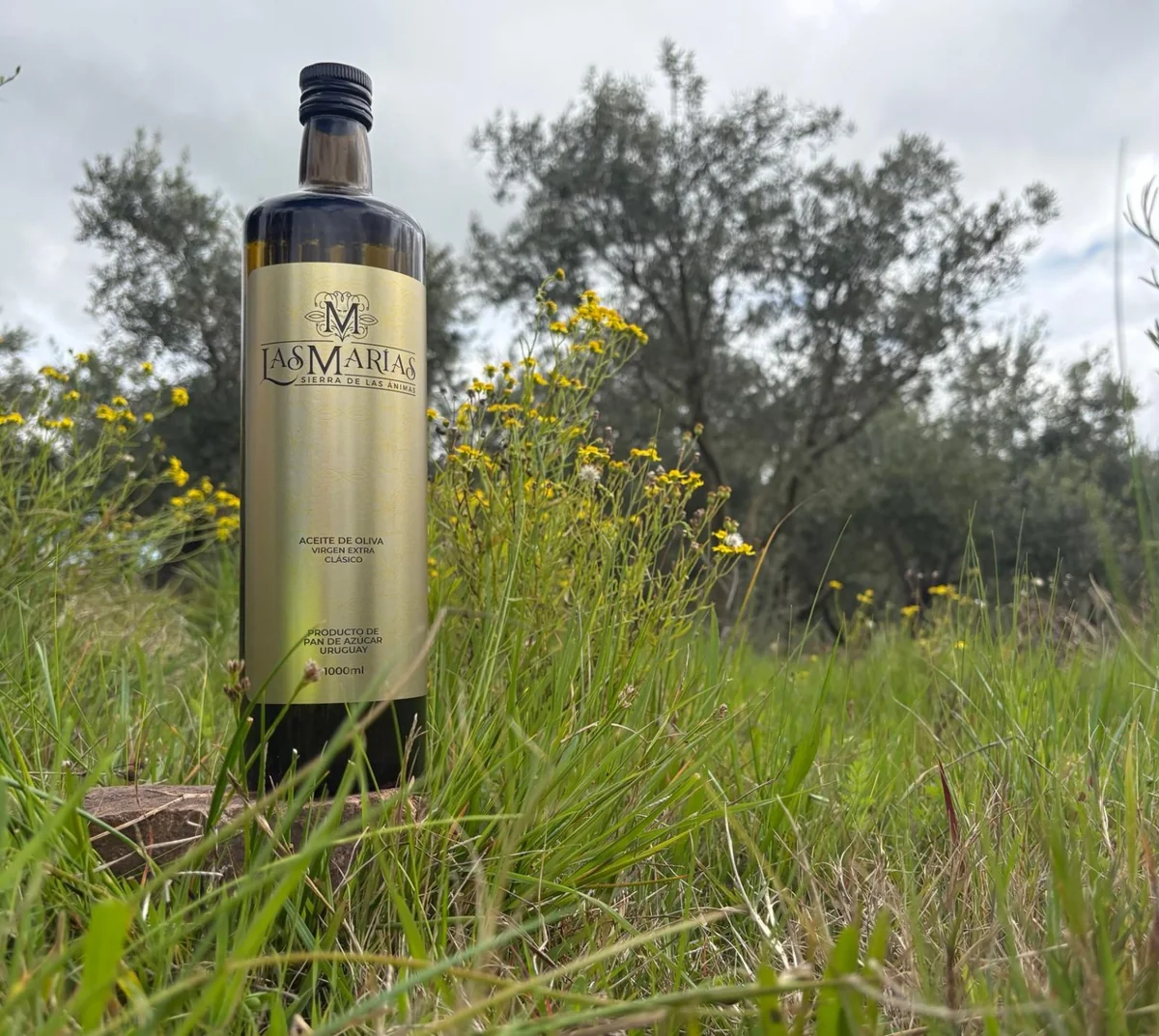 Botella de aceite de oliva Clásico de 1000 ml entre flores y olivos de Las Marías