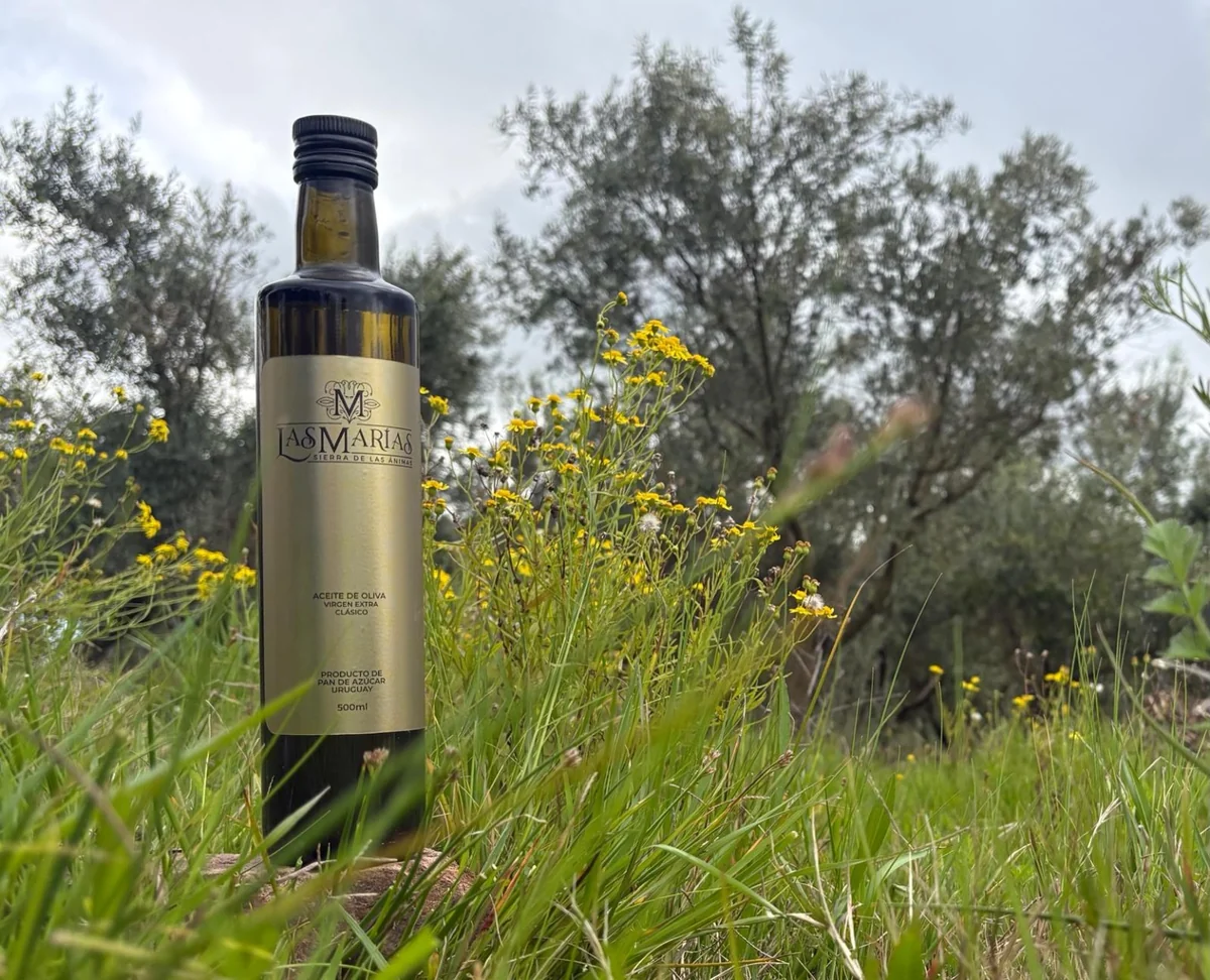 Botella de aceite de oliva Clásico de 500 ml entre flores y olivos de Las Marías